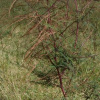 Sesbania bispinosa (Jacq.) W.Wight (Schreb.) Pers.